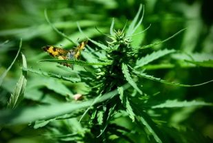 Re-establishing Industrial Hemp to Build Virginia's Economy